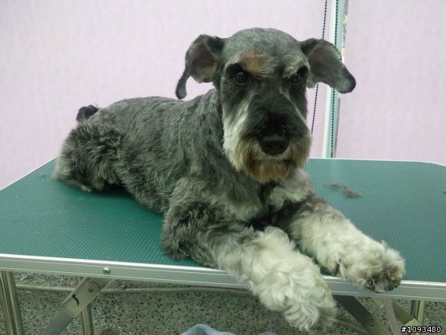代PO~狗狗們需要找新飼主 (8/22 資料更新)