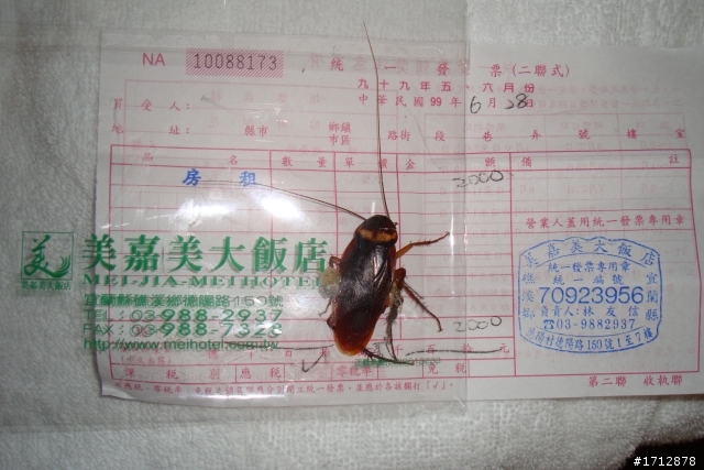 (下集)新營市、一人全環島!1290的旅程