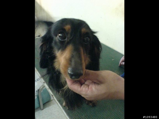 代PO~狗狗們需要找新飼主 (8/22 資料更新)
