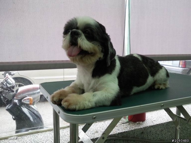 代PO~狗狗們需要找新飼主 (8/22 資料更新)