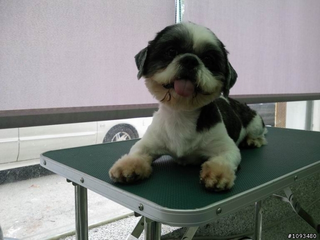 代PO~狗狗們需要找新飼主 (8/22 資料更新)