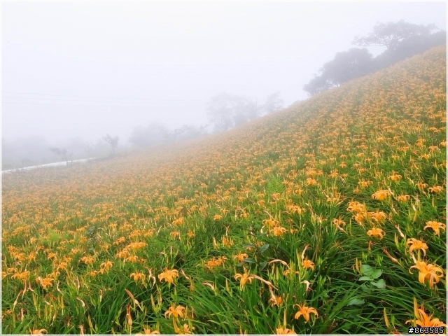 【霧裡看花】2010戀上太麻里 花現金針山