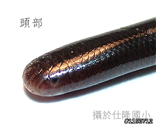 哇靠!!我家有盲蛇!!