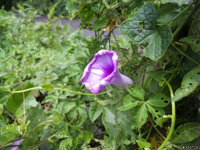 930sh白x銀色開箱文