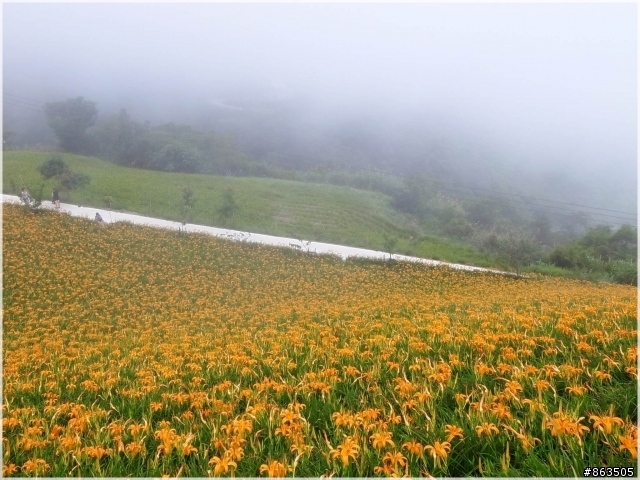 【霧裡看花】2010戀上太麻里 花現金針山