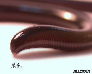 哇靠!!我家有盲蛇!!