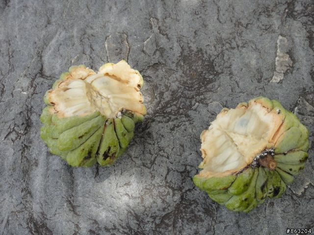 <分享>99.8.18-19金針花暨花東之旅