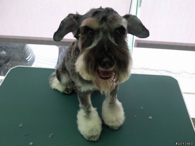 代PO~狗狗們需要找新飼主 (8/22 資料更新)