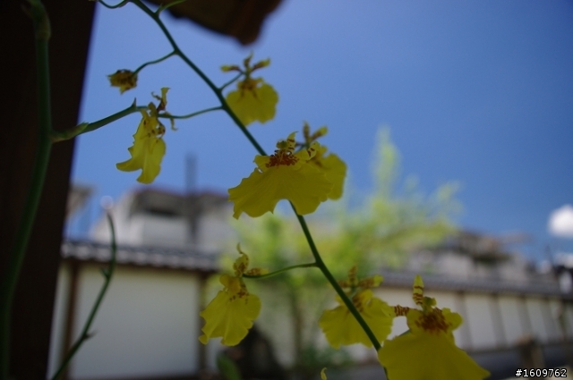 我在花蓮 天空藍