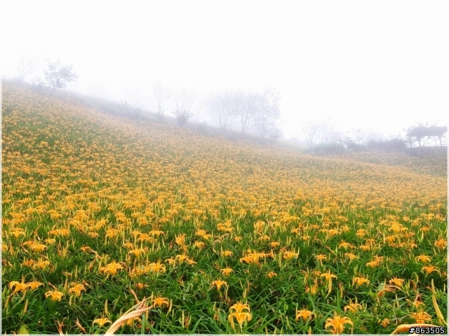 【霧裡看花】2010戀上太麻里 花現金針山