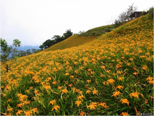 【霧裡看花】2010戀上太麻里 花現金針山