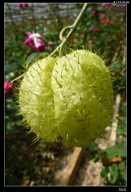 我的南國夏天!小牙籤遊馬來西亞~
