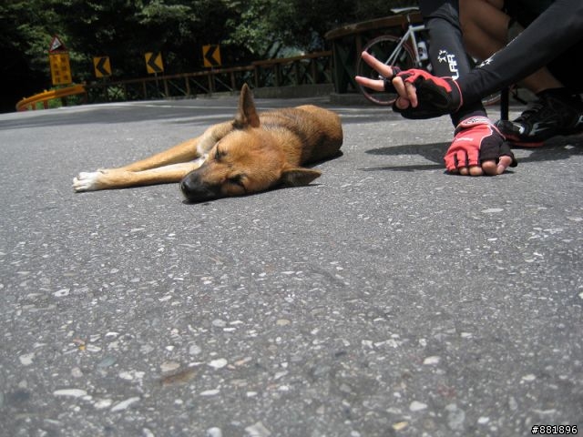 地獄般的合歡團