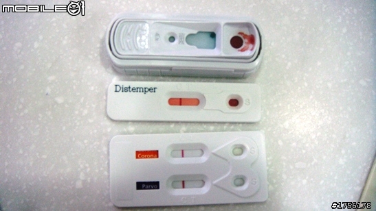 《台北市》高挑帥氣的大杜賓Angra來找家嘍!歡迎轉貼 10/4資料更新