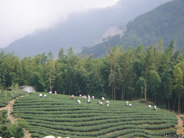 【遊記】竹山八卦茶園之奮力騎奮力吃