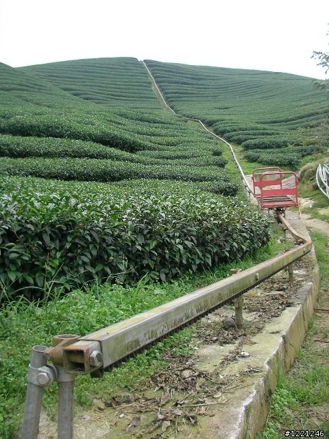 【遊記】竹山八卦茶園之奮力騎奮力吃