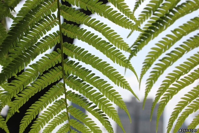 550D新手拍 科博館植物園