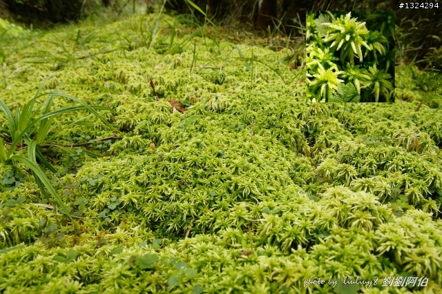 美美太平山,水水翠峰湖