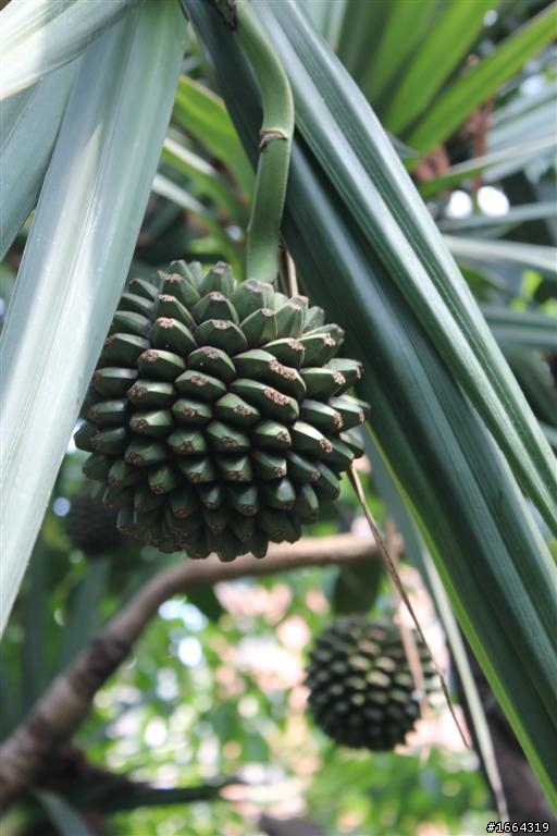 550D新手拍 科博館植物園