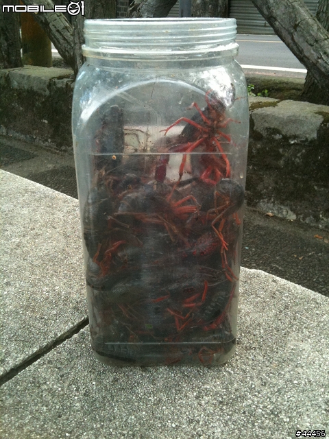 <更新>10/1下午可能會出團 阿強跟阿智殺陽明山釣螯蝦(補上地圖<前山公園>)