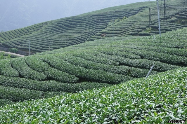 【遊記】竹山八卦茶園之奮力騎奮力吃