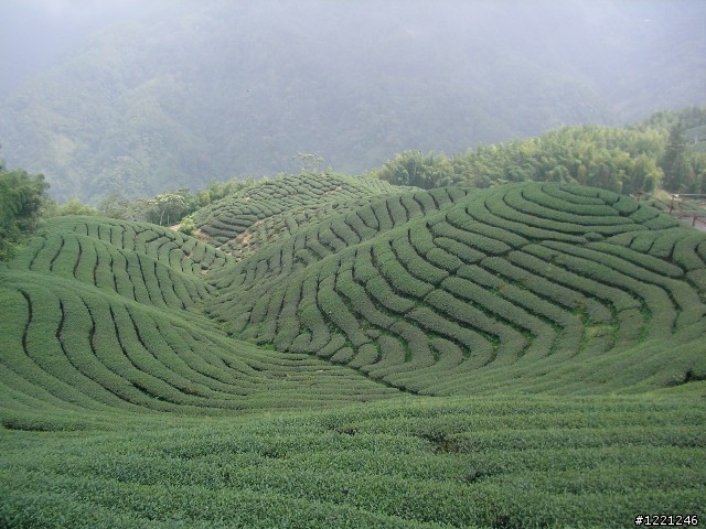 【遊記】竹山八卦茶園之奮力騎奮力吃