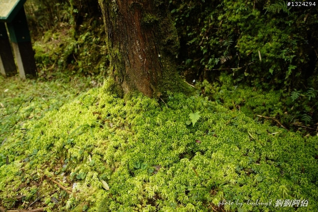 美美太平山,水水翠峰湖