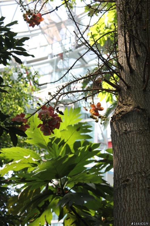 550D新手拍 科博館植物園