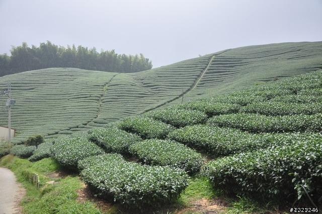 【遊記】竹山八卦茶園之奮力騎奮力吃