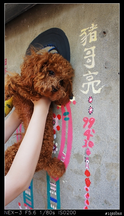 NEX-3安妮公主花園+花海+彩繪村