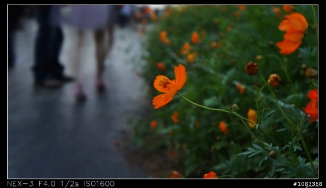 NEX-3安妮公主花園+花海+彩繪村
