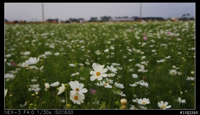 NEX-3安妮公主花園+花海+彩繪村
