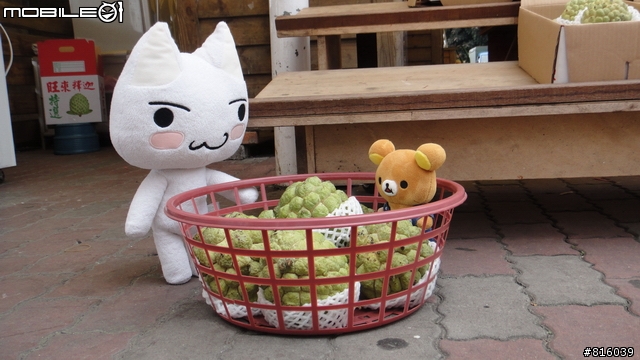 小惡魔in台東鹿鳴溫泉酒店