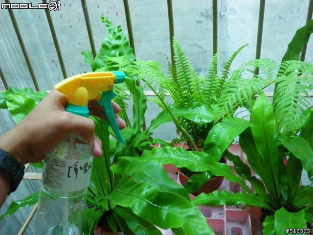 <文人雅痞> 我的玄關小蕨