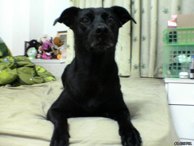 台大附設動物醫院~~就診經驗及疑問