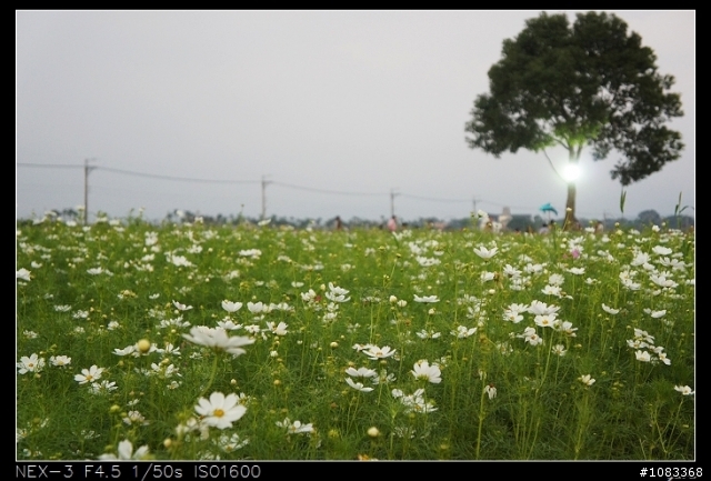 NEX-3安妮公主花園+花海+彩繪村