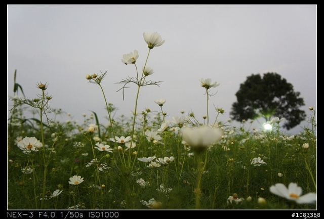 NEX-3安妮公主花園+花海+彩繪村