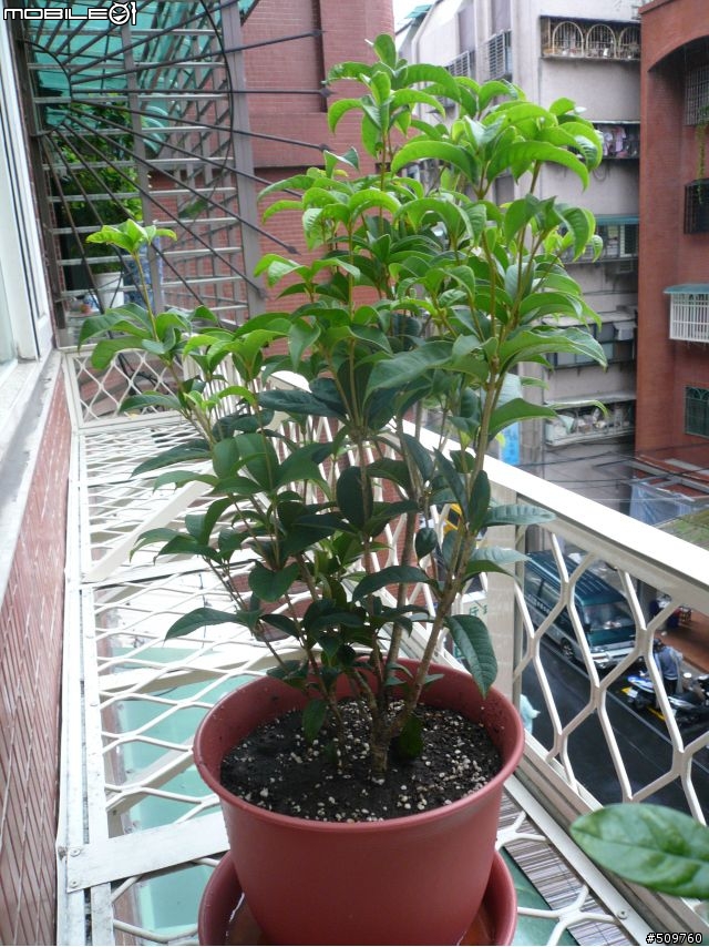 分享~~~老人風~~~圖多多~~