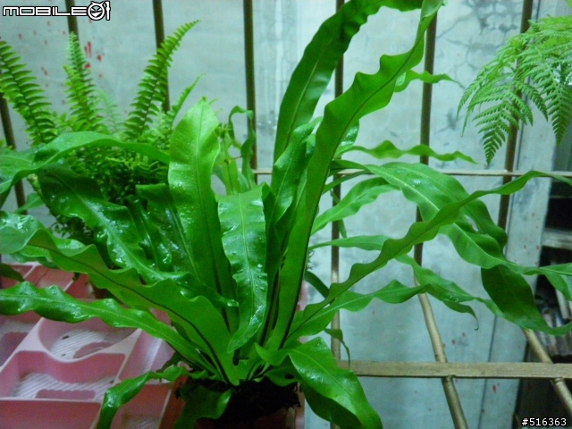 <文人雅痞> 我的玄關小蕨