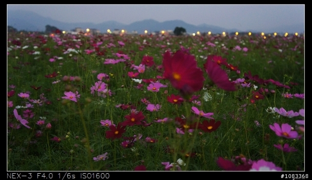 NEX-3安妮公主花園+花海+彩繪村