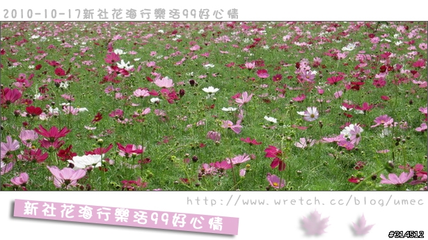 2010-10-17新社花海行樂活99好心情(台北有花博台中有花海)