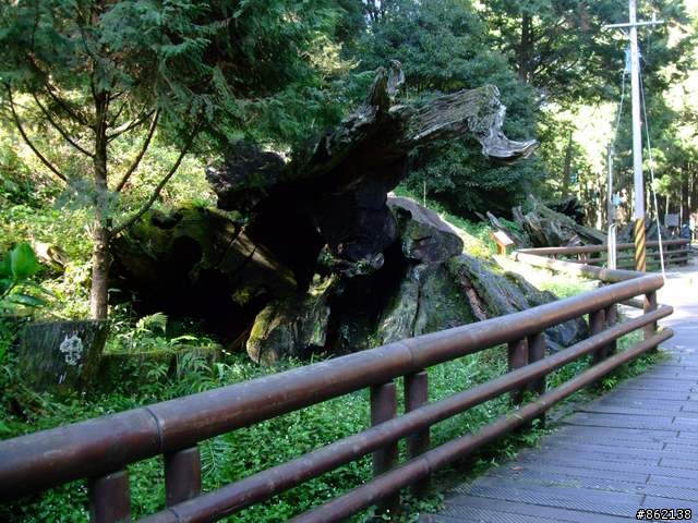 【11/19~21】一豎全制霸~從阿里山到太平山(圖爆多)