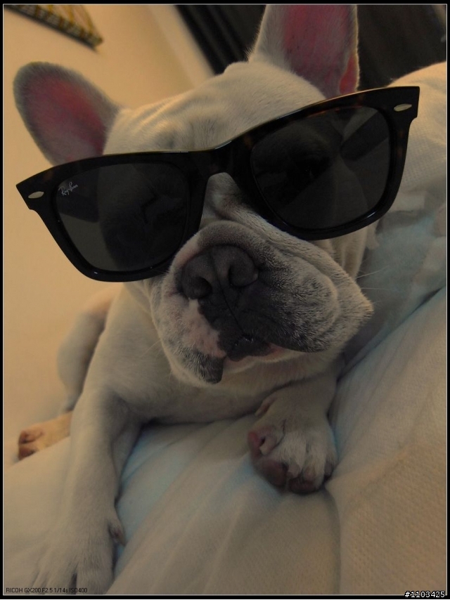 10~11月 大收穫之臨時起意想【開箱】! Ray Ban Wayfarer 2140、LV、DIORHOMME、BOTTEGA VENETA、PRADA、Gmarket....