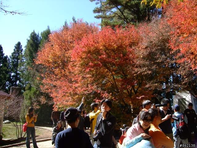 【11/19~21】一豎全制霸~從阿里山到太平山(圖爆多)