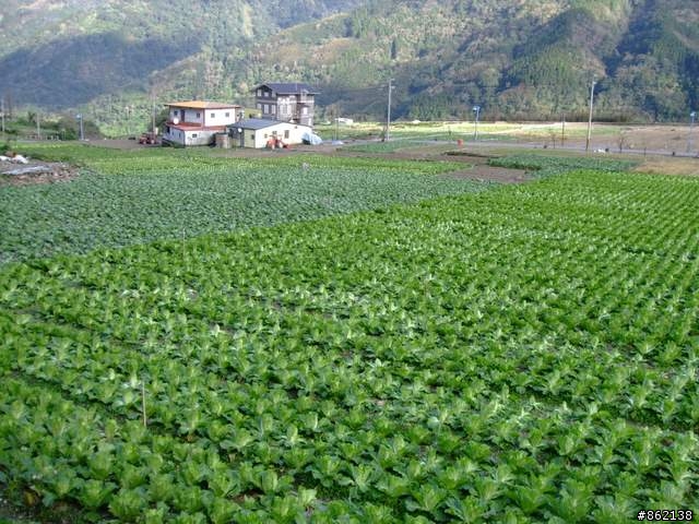 【11/19~21】一豎全制霸~從阿里山到太平山(圖爆多)