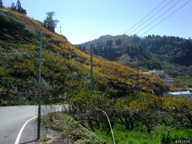 【11/19~21】一豎全制霸~從阿里山到太平山(圖爆多)