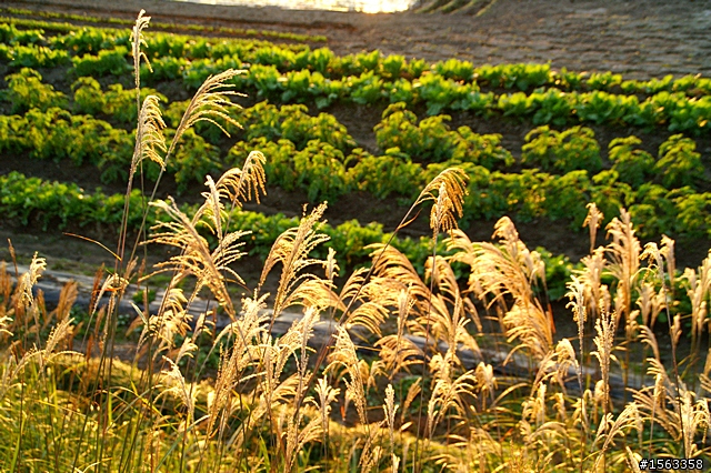 2010紅葉之秋賞楓記行