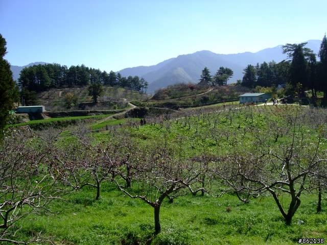 【11/19~21】一豎全制霸~從阿里山到太平山(圖爆多)