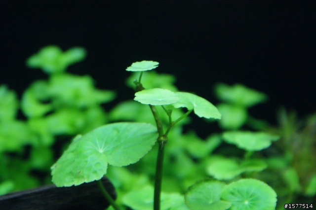 我的天然水草缸(滿一週更新)