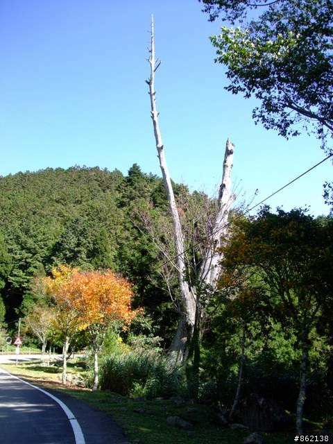 【11/19~21】一豎全制霸~從阿里山到太平山(圖爆多)